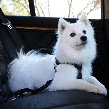 Pet Seat Belt (6 Colors Available)